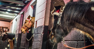 An Enchanted Christmas at Slieve Aughty Centre Loughrea