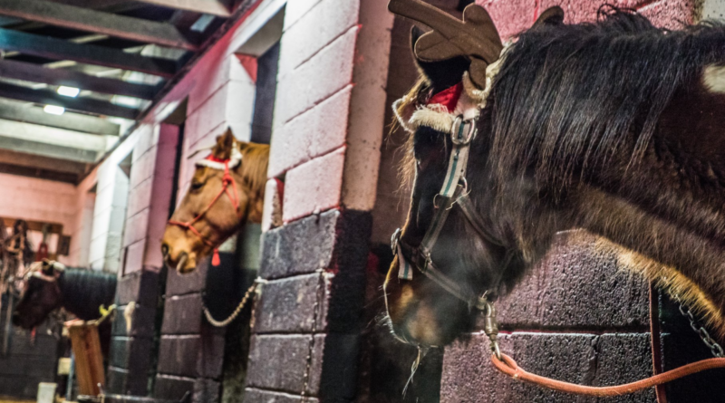 An Enchanted Christmas at Slieve Aughty Centre Loughrea