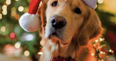 Limited Christmas Appointments at Dog Style Grooming Salon Loughrea