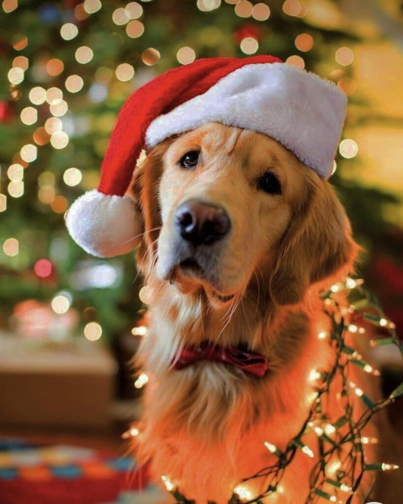 Limited Christmas Appointments at Dog Style Grooming Salon Loughrea